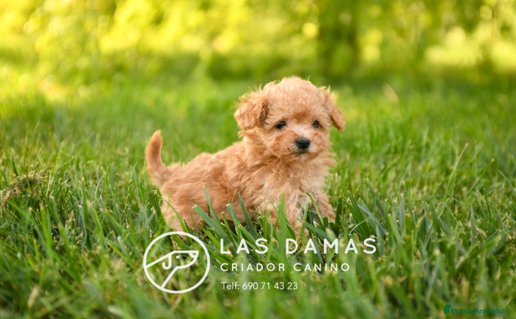Caniche Toy perros en Burgos - Propaganda 16