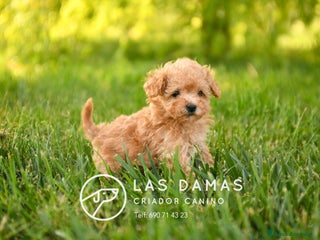 Caniche Toy perros en Burgos - Anuncio 27