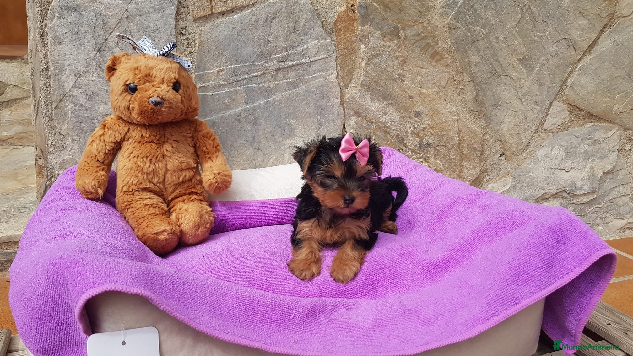 Yorkshire Terrier perros Yorkshire Terrier espectaculares  en Barcelona - Anuncio 2