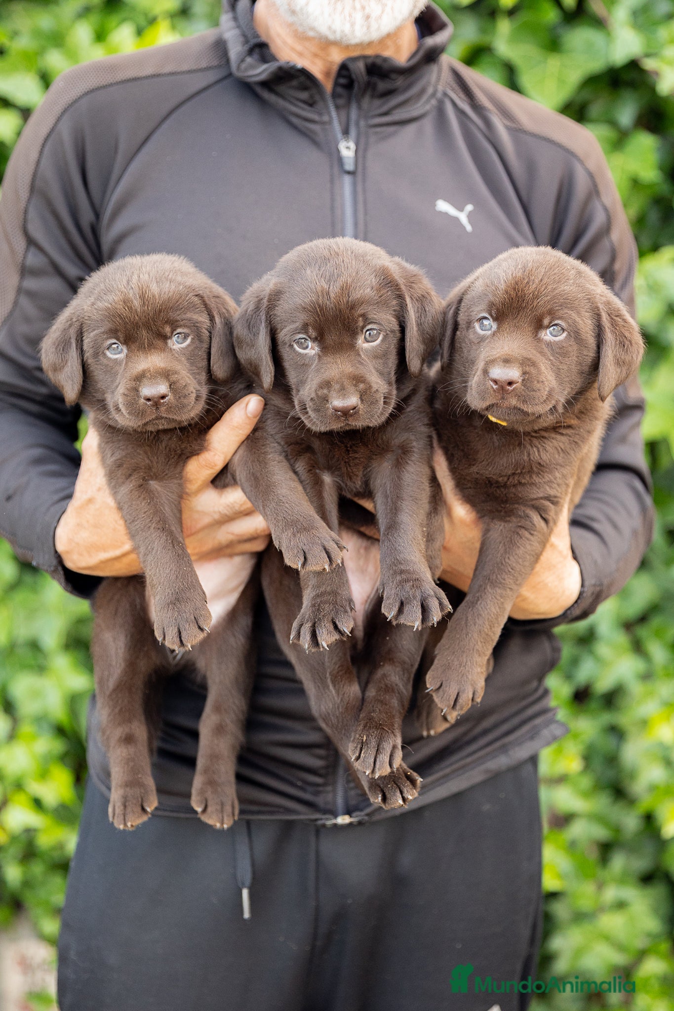 Labrador Retriever perros LABRADOR CHOCOLATE DISPONIBLE - Anuncio 1