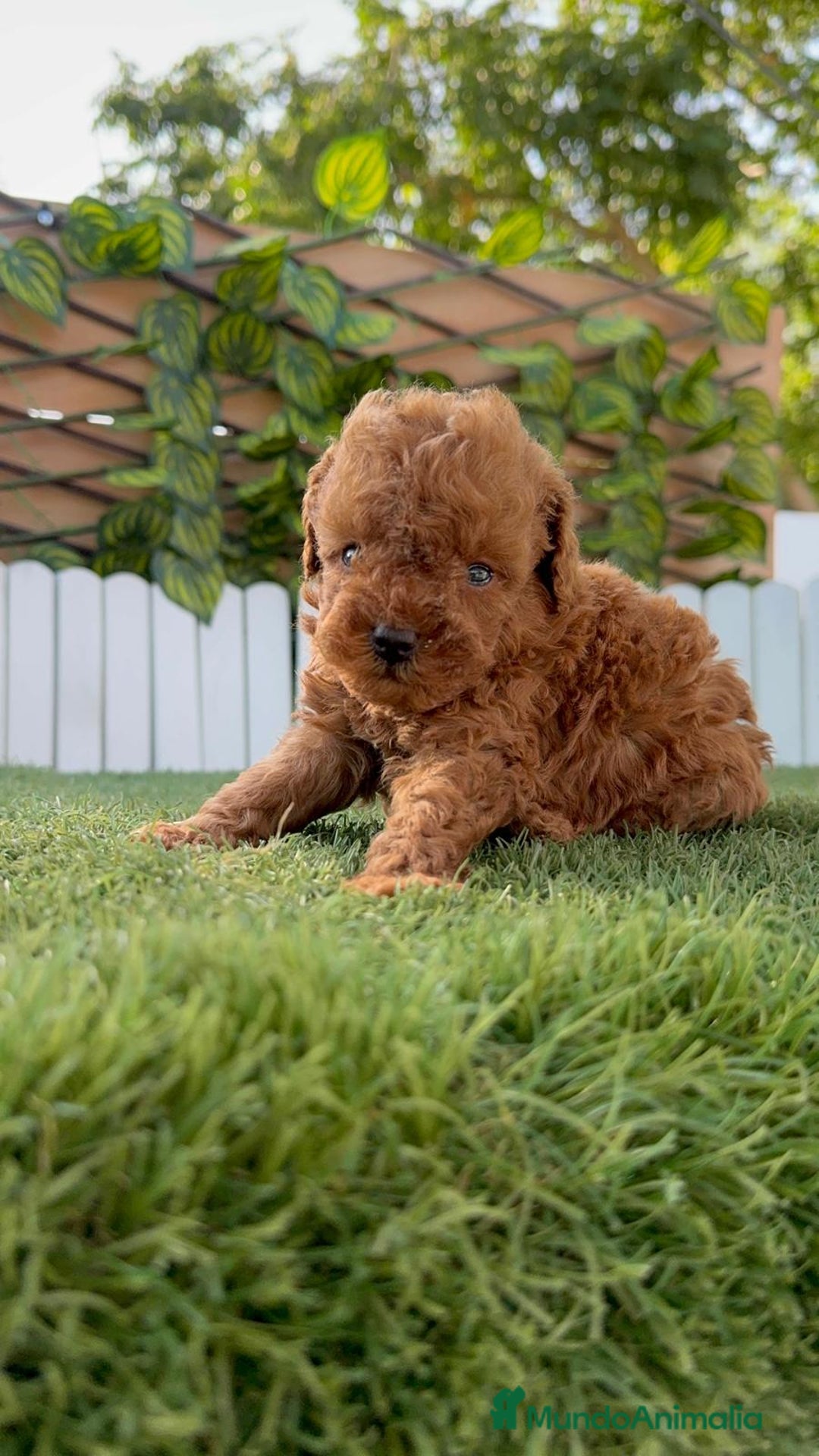 Caniche Toy perros en venta: CANICHE TOY ROJO MACHO - Imagen 18