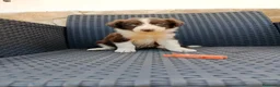 Border Collie perros en venta: Borde collie - Anuncio 12