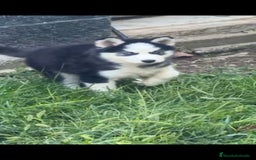 Husky Siberiano perros en venta: Último cachorro de Husky siberiano!! - Imagen 4