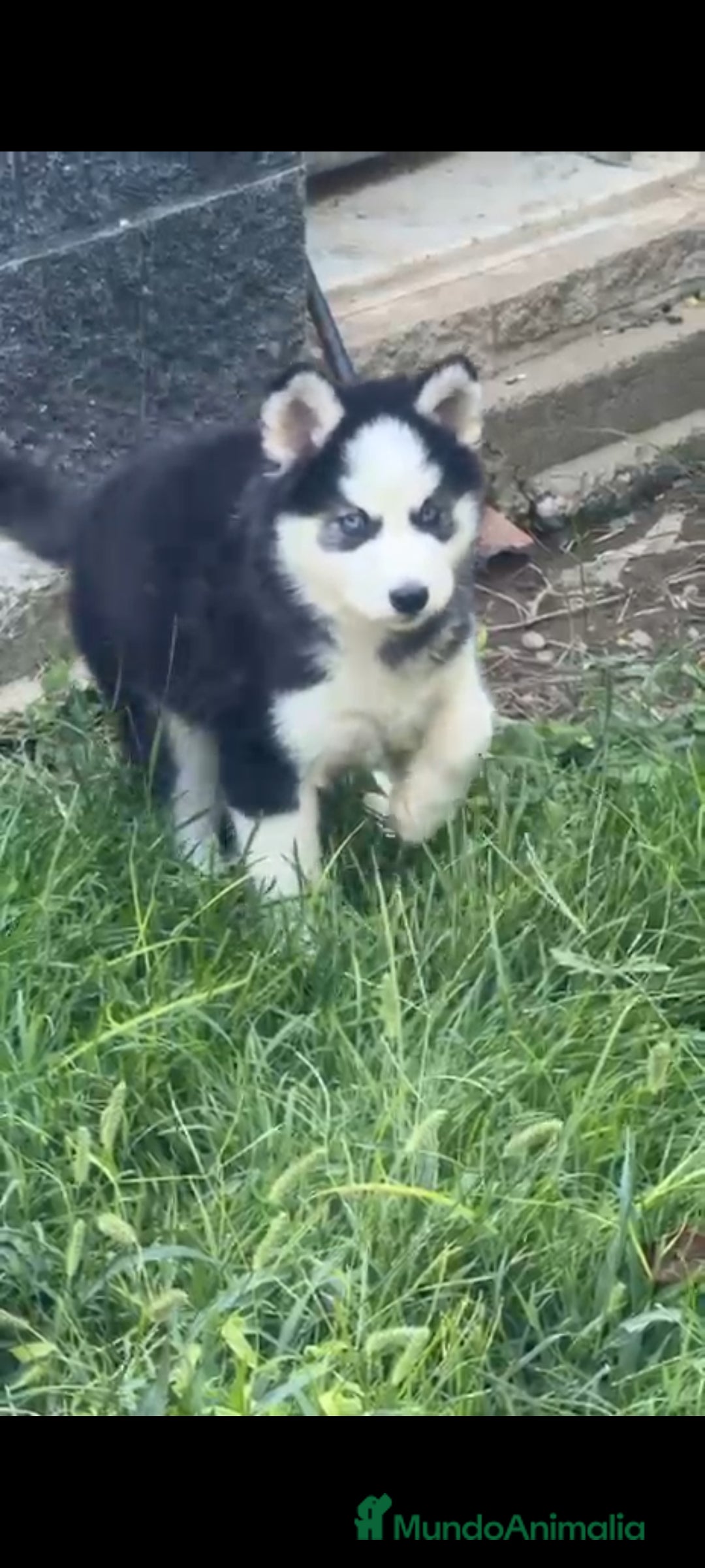 Husky Siberiano perros en venta: Último cachorro de Husky siberiano!! - Imagen 4