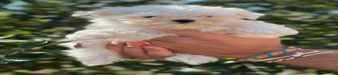 Bichón Maltés Cachorro 1