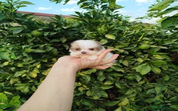 Pomerania perros en venta: Lulú de pomerania toy  - Imagen 5