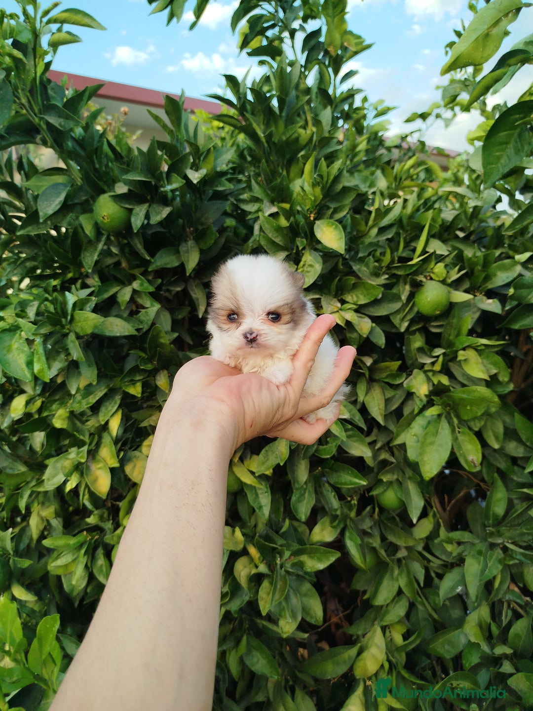 Pomerania perros en venta: Lulú de pomerania toy  - Imagen 5
