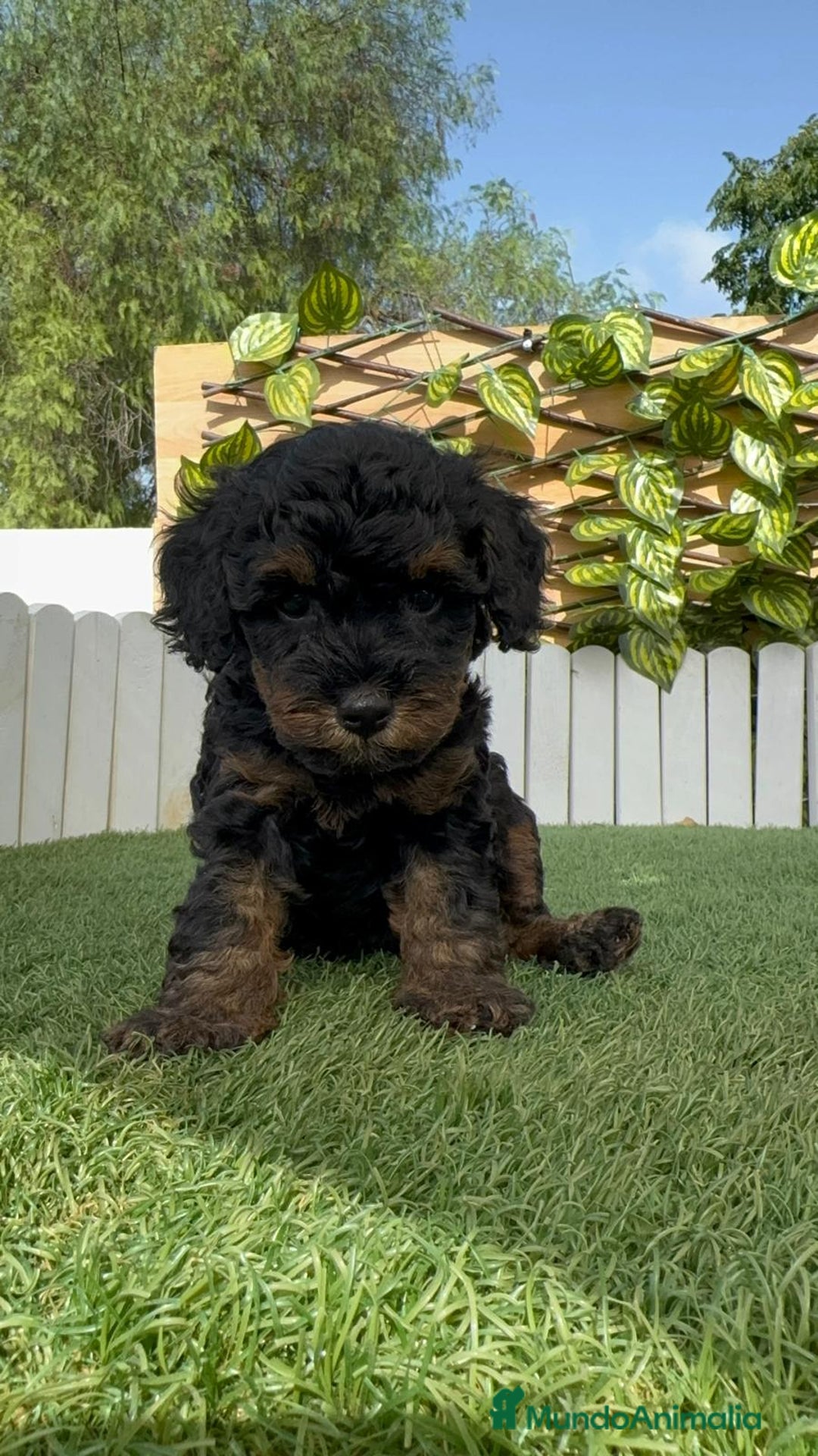 Caniche Toy perros en venta: CANICHE TOY HEMBRA - Imagen 7