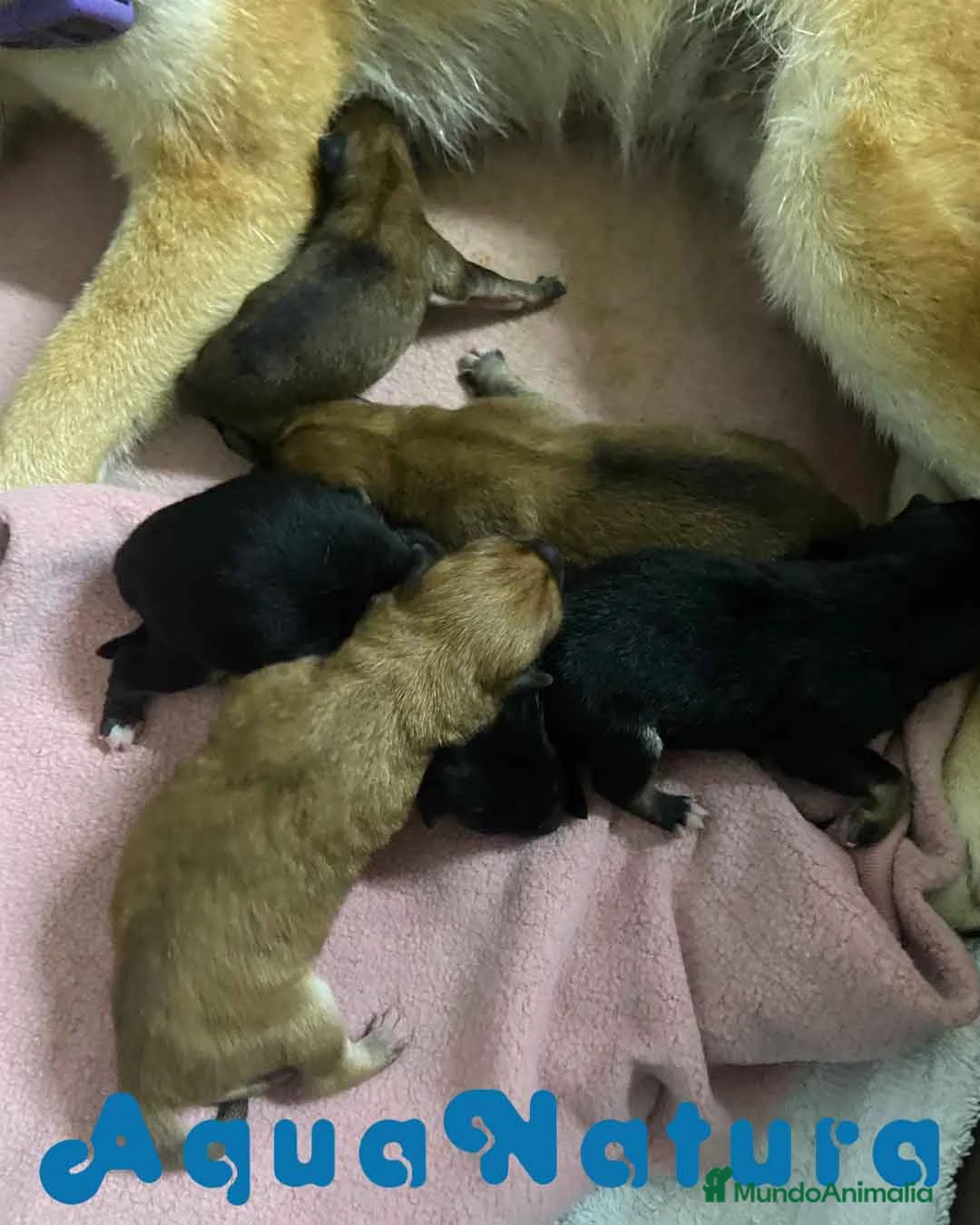 Shiba Inu perros en venta: Camada Shiba Inu de Marsi y Simbad AQUANATURA - Anuncio 2