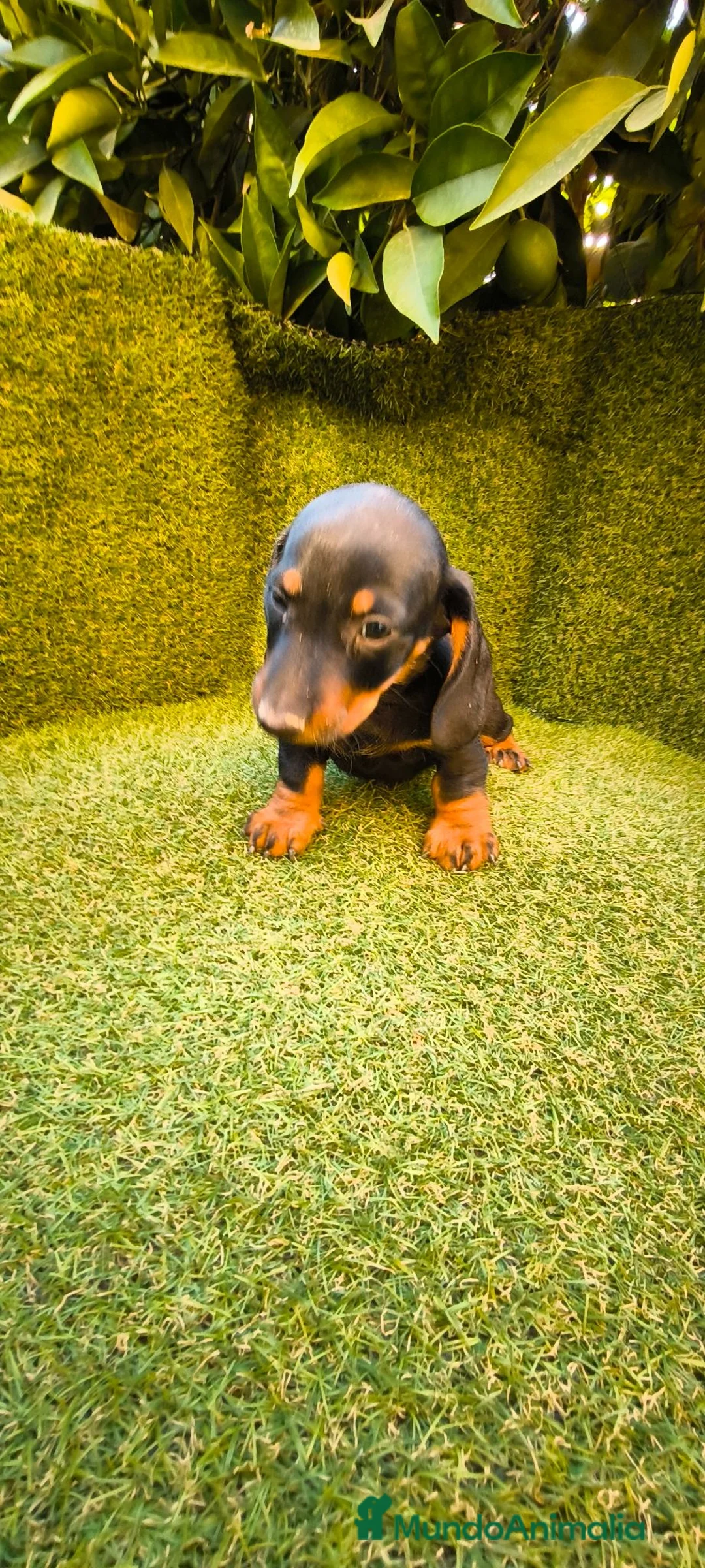 Teckel Miniatura perros en venta: teckel negro fuego miniatura  - Anuncio 21