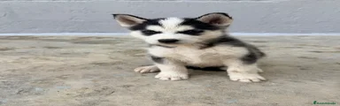 Husky Siberiano 1