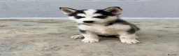 Husky Siberiano perros en venta: CAMADA DE HUSKY - Anuncio 2