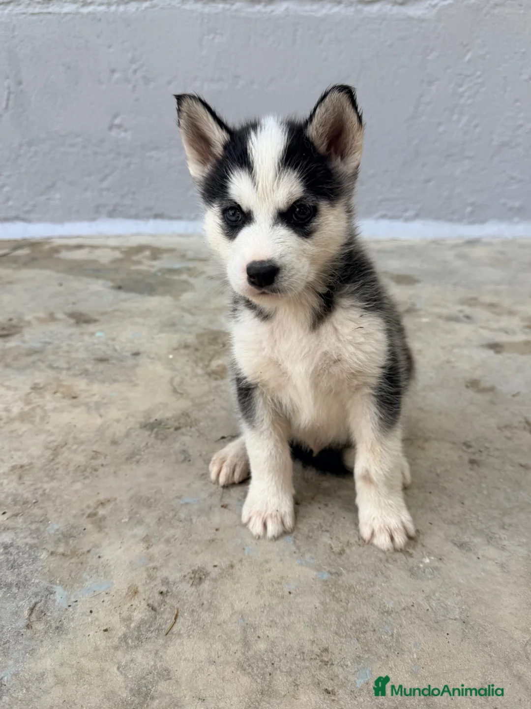 Husky Siberiano perros en venta: CAMADA DE HUSKY - Anuncio 2