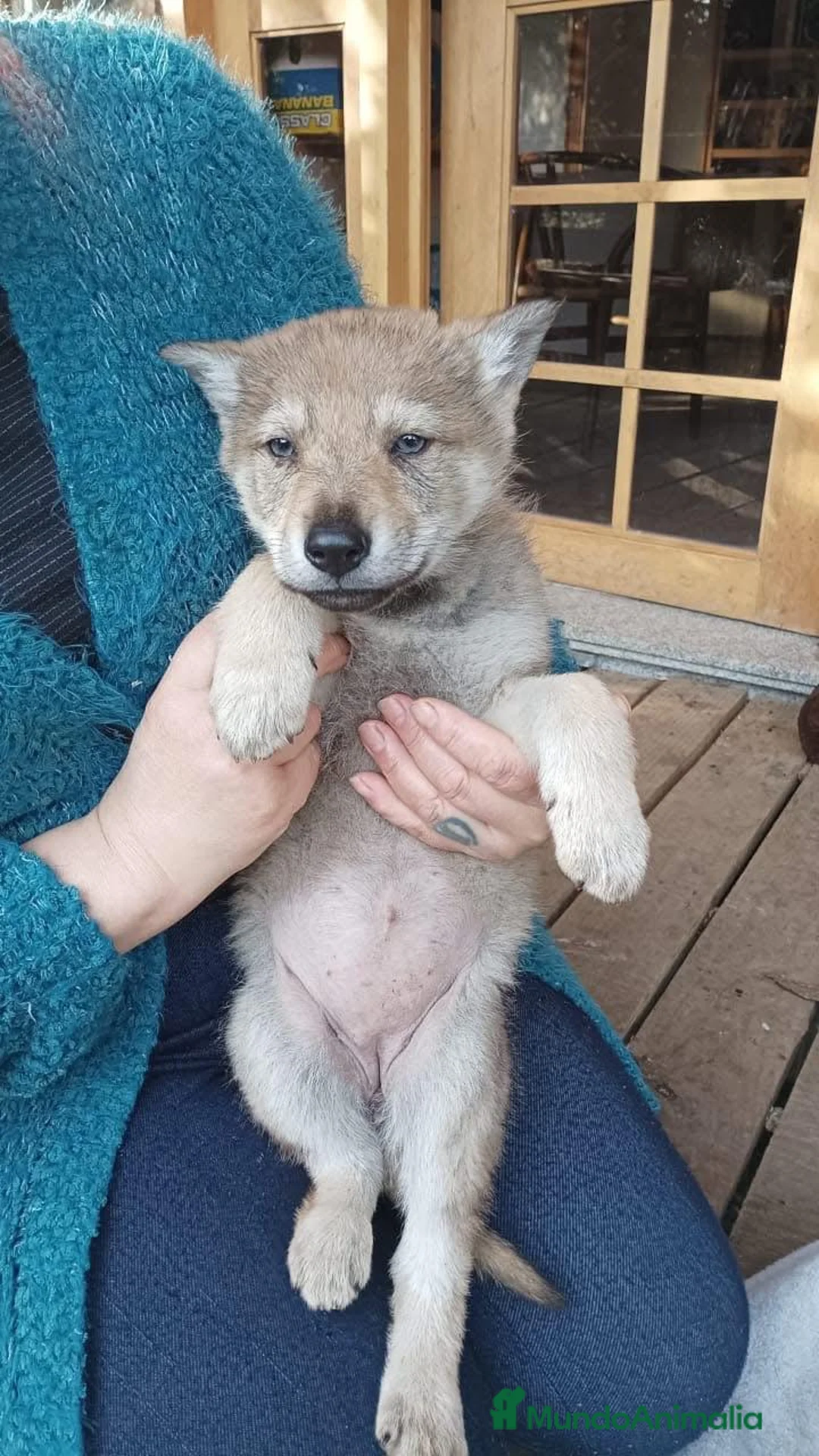 Perro Lobo Checoslovaco perros en venta: Lobos checoslovacos socializados - Anuncio 2