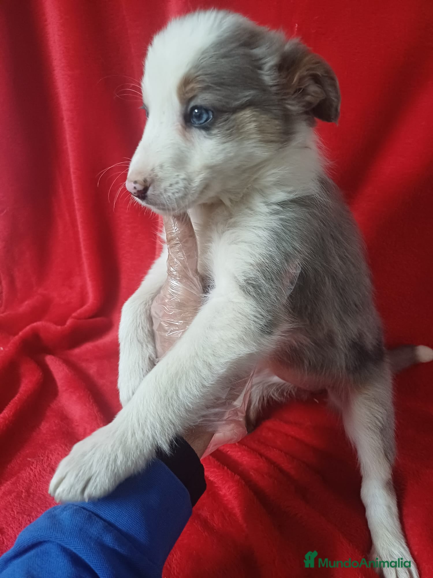 Border Collie perros Border Collie Merle  - Anuncio 2