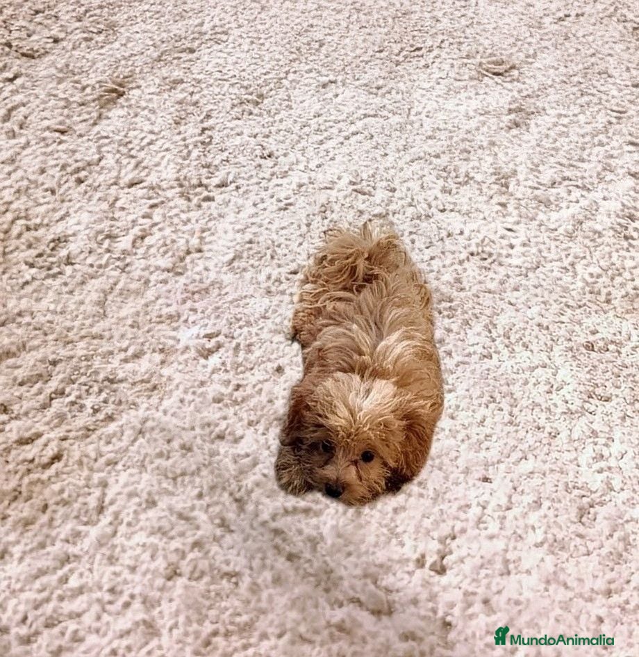 Caniche Toy perros CANICHE TOY HEMBRITA - Anuncio 1