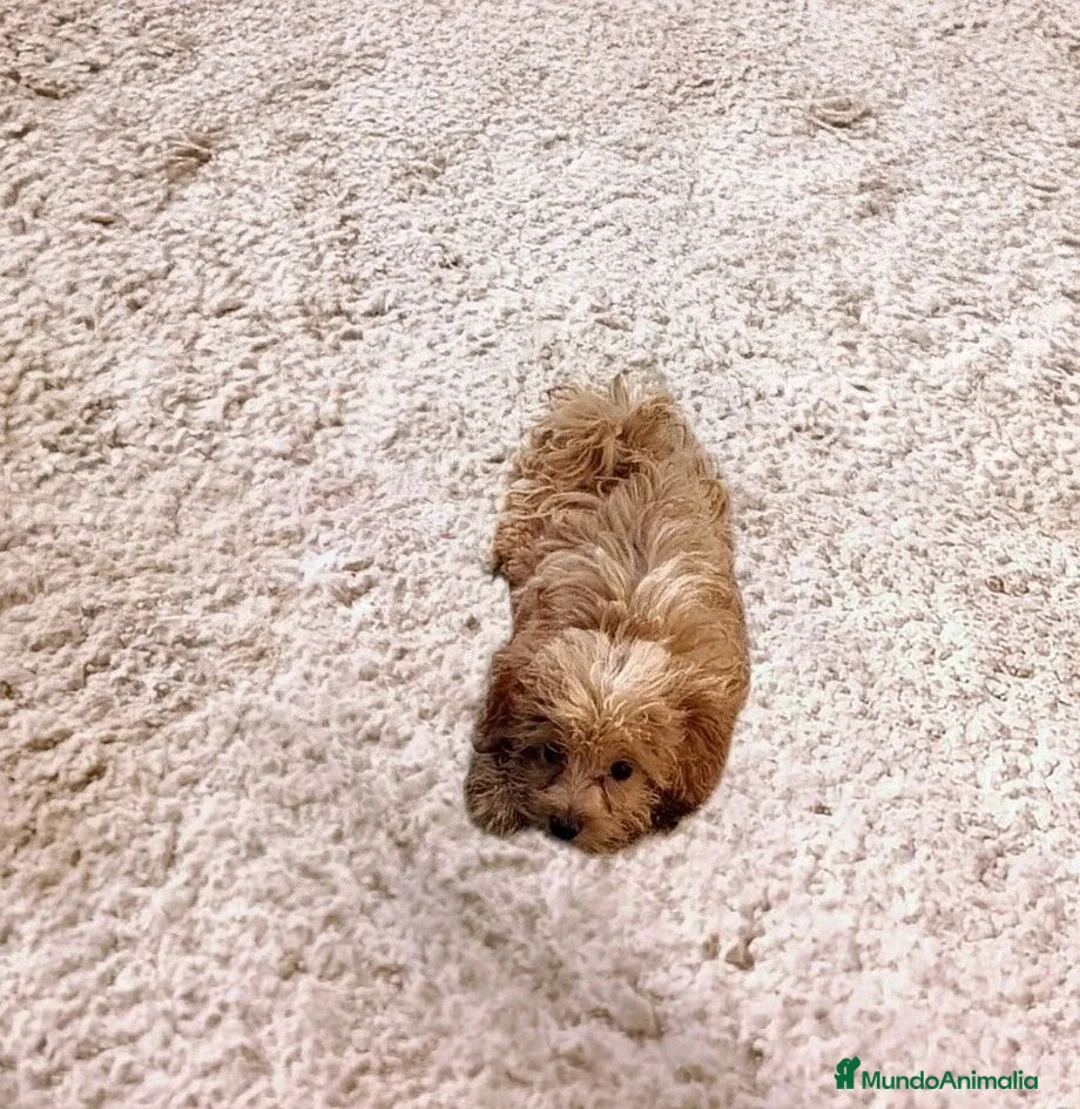 Caniche Toy perros en venta: CANICHE TOY HEMBRITA - Anuncio 2