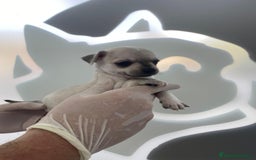 Chihuahua perros en venta: Chihuahua blanco  - Imagen 2