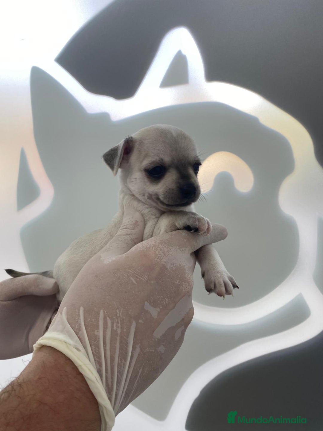 Chihuahua perros en venta: Chihuahua blanco  - Imagen 2