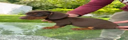 Teckel Miniatura perros en venta: CAMADA TECKEL ARLEQUÍN / CHOCOLATES  en Salamanca - Anuncio 2