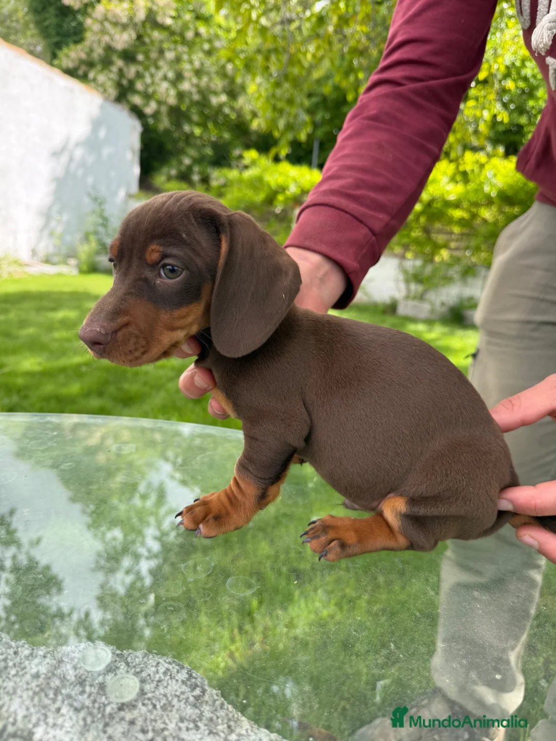 Teckel Miniatura perros en venta: CAMADA TECKEL ARLEQUÍN / CHOCOLATES  en Salamanca - Anuncio 2