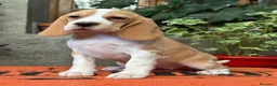 Beagle perros en venta: Preciosa Cachorrita Beagle - Anuncio 3