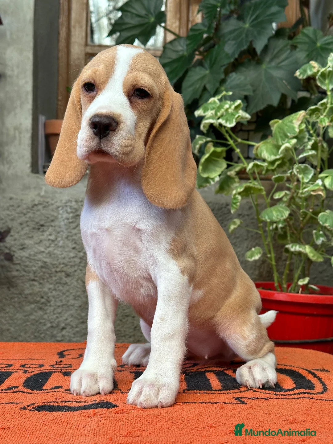 Beagle perros en venta: Preciosa Cachorrita Beagle - Anuncio 3