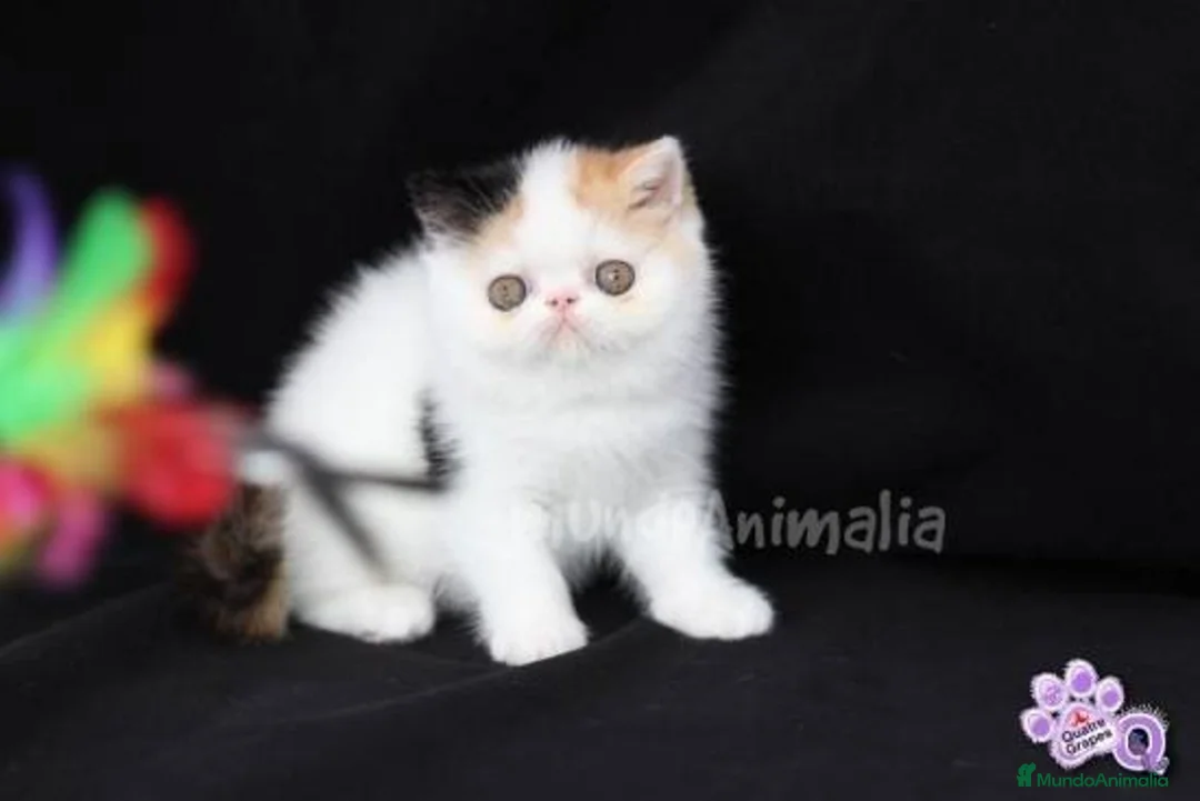 Imagen de galería {{count}}