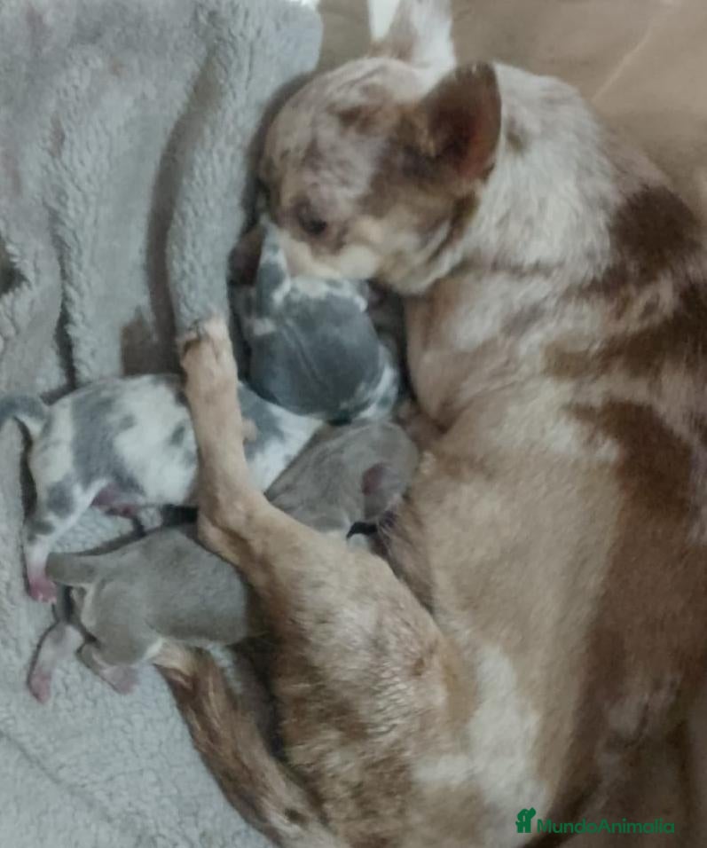 Chihuahua perros Camada de chihuahua trimerle lila choco  - Anuncio 2