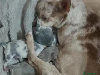 Chihuahua perros Camada de chihuahua trimerle lila choco - Anuncio 2