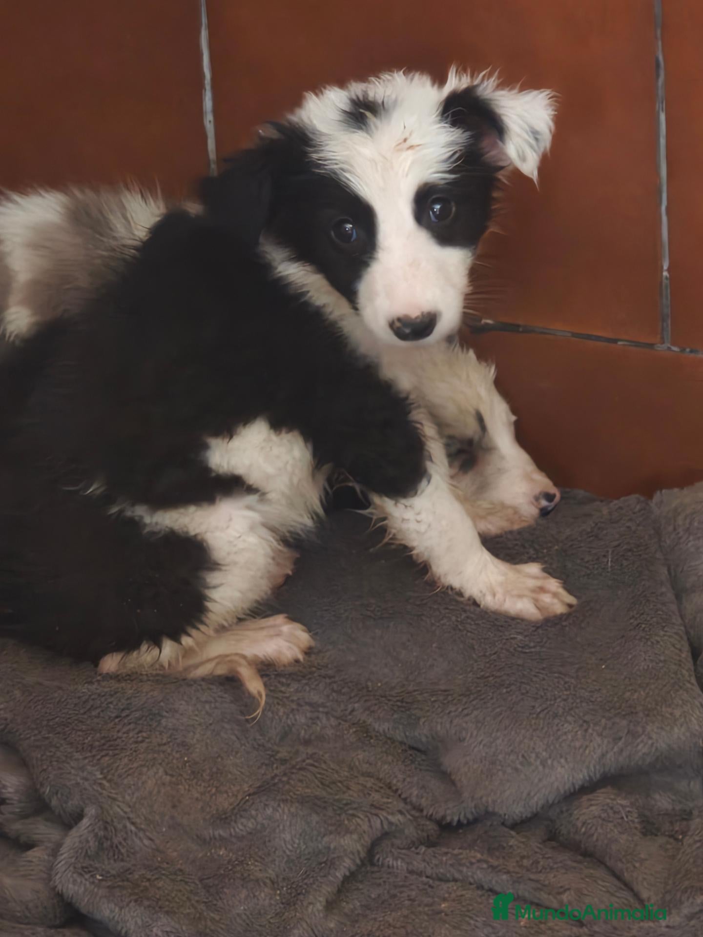 Border Collie perros Precioso bebés - Anuncio 1