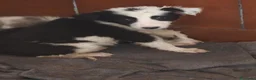 Border Collie perros en adopcion: Precioso bebés - Anuncio 1