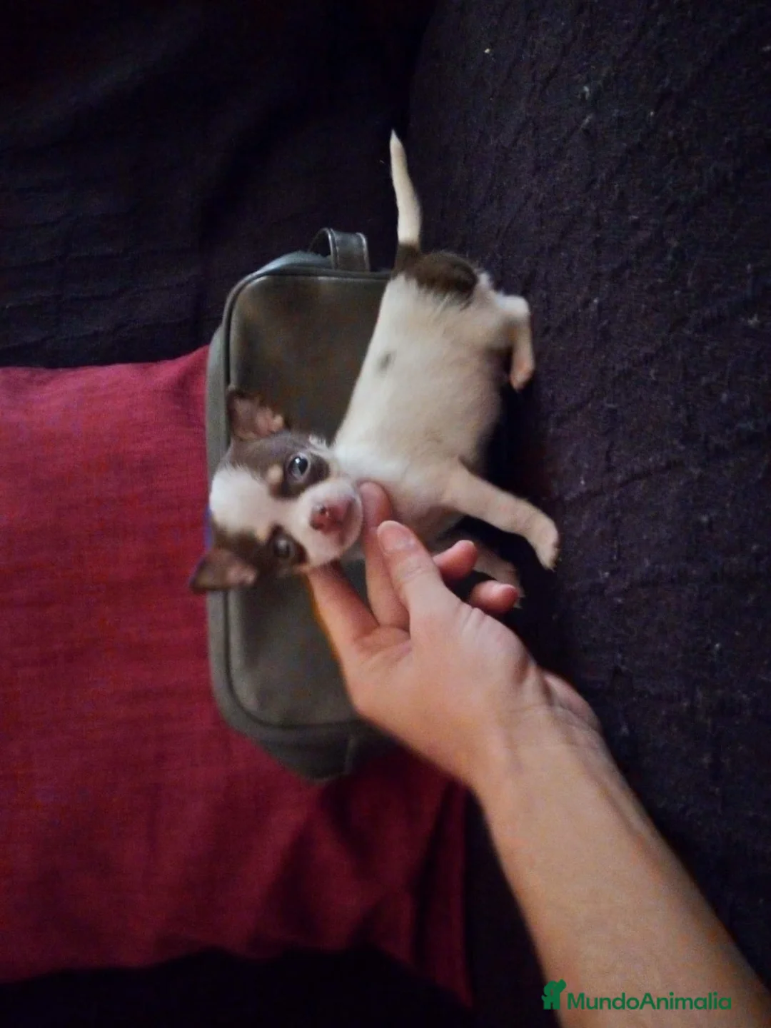 Chihuahua perros en venta: Chihuahua super miniatura en Badajoz - Anuncio 2