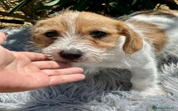 Jack Russell Terrier perros en venta: Jack Russell broken - Imagen 4