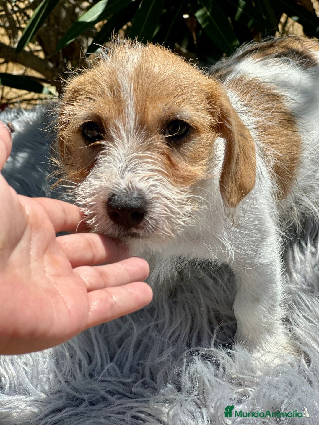Jack Russell Terrier perros en venta: Jack Russell broken - Imagen 4