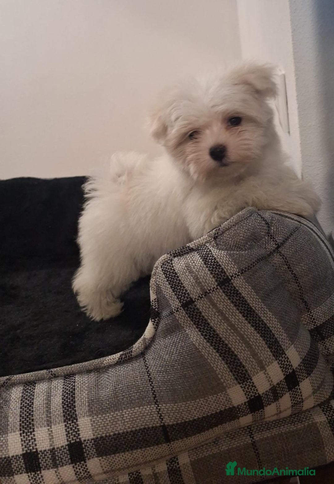 Bichón Maltés perros en venta: Bichón maltés  - Anuncio 2