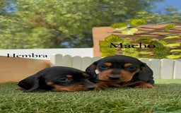 Teckel Miniatura perros en venta: TECKEL MINIATURA - Imagen 1