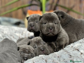 Shar Pei perros en Málaga - Anuncio 29