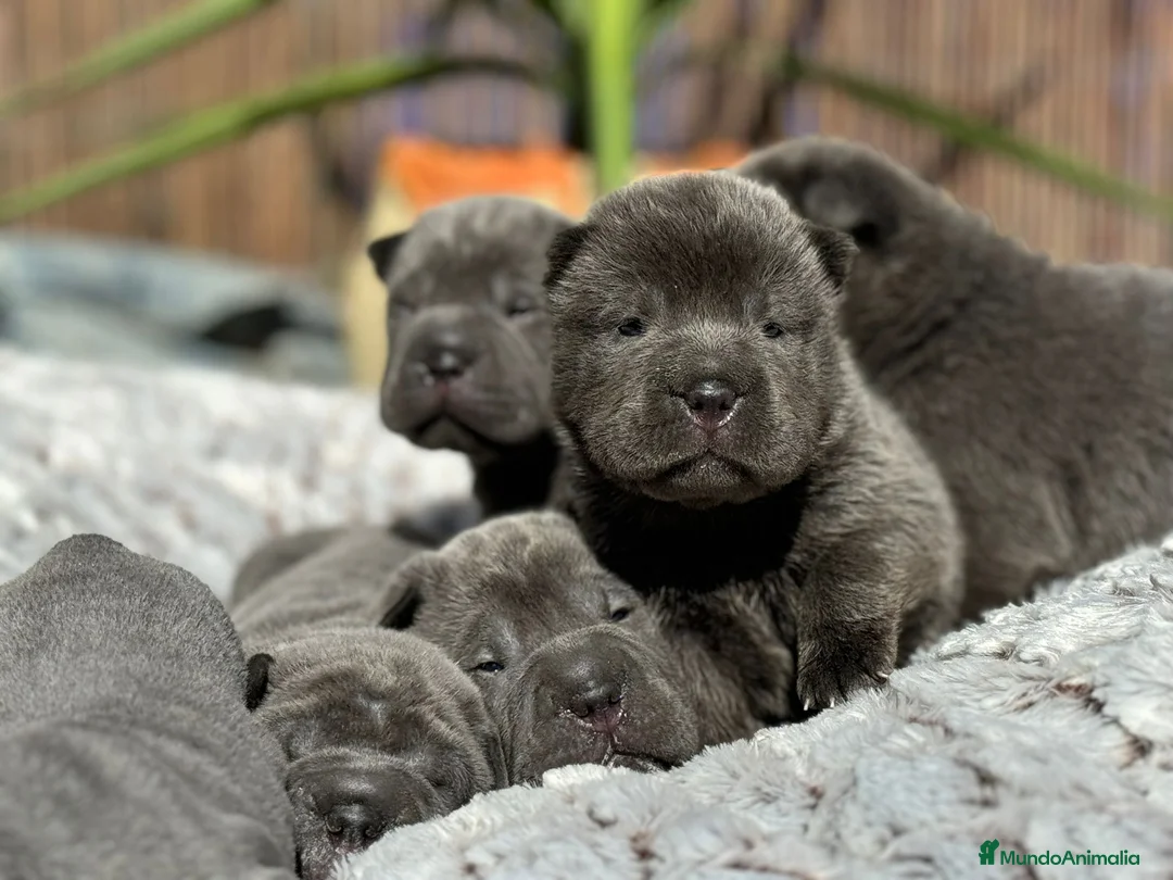 Shar Pei perros en venta: bebes shar pei azules en Málaga - Anuncio 1