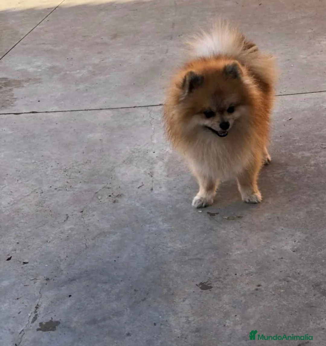 Pomerania perros en venta: Lulú de pomerania Macho y hembra en granada  - Anuncio 1