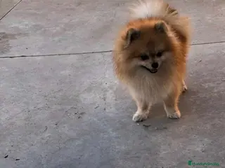 Pomerania perros Lulú de pomerania Macho y hembra en granada - Anuncio 1