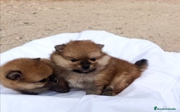 Pomerania perros en venta: CACHORRITOS POMERANIAS - Anuncio 2