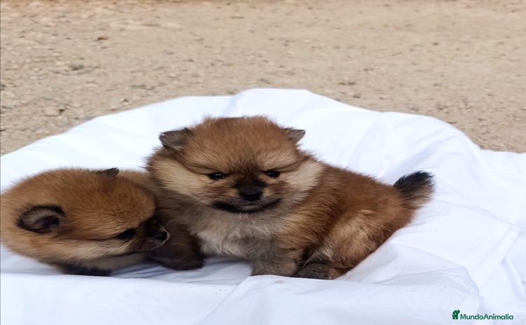 Pomerania perros CACHORRITOS POMERANIAS - Anuncio 1
