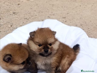 Pomerania perros CACHORRITOS POMERANIAS - Anuncio 1