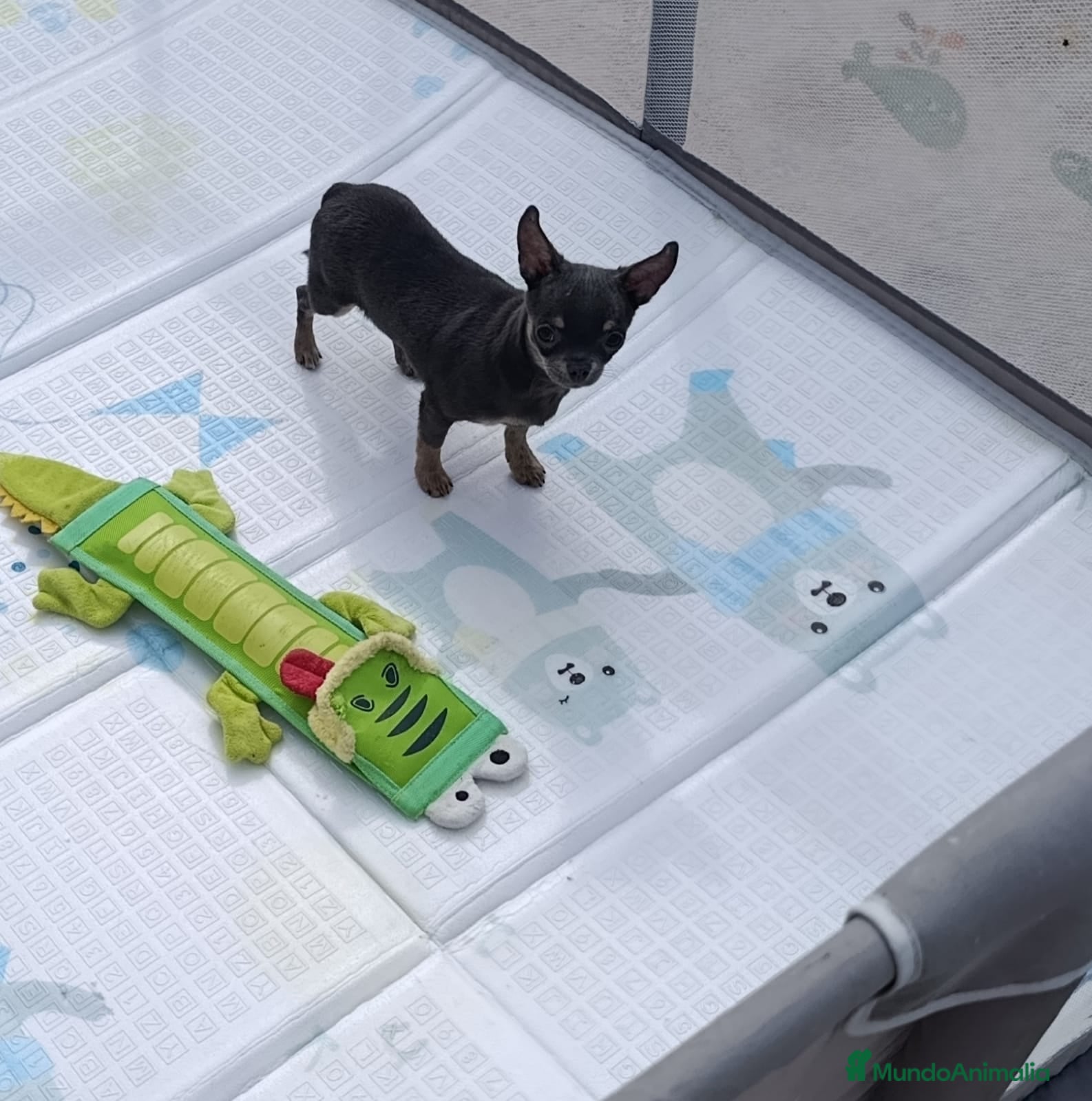 Chihuahua perros Macho chihuahua 9 meses - Anuncio 1
