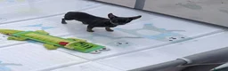 Chihuahua perros en venta: Macho chihuahua 9 meses en Alicante - Anuncio 1