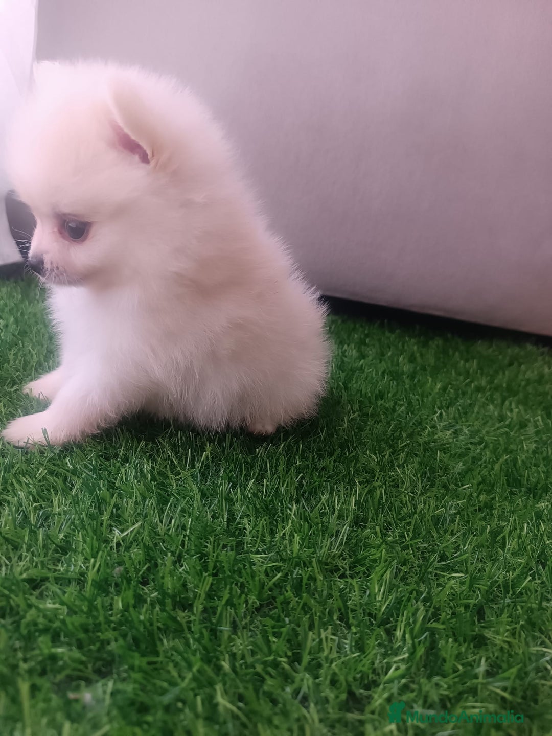 Pomerania perros en venta: Pomerania toy - Imagen 3