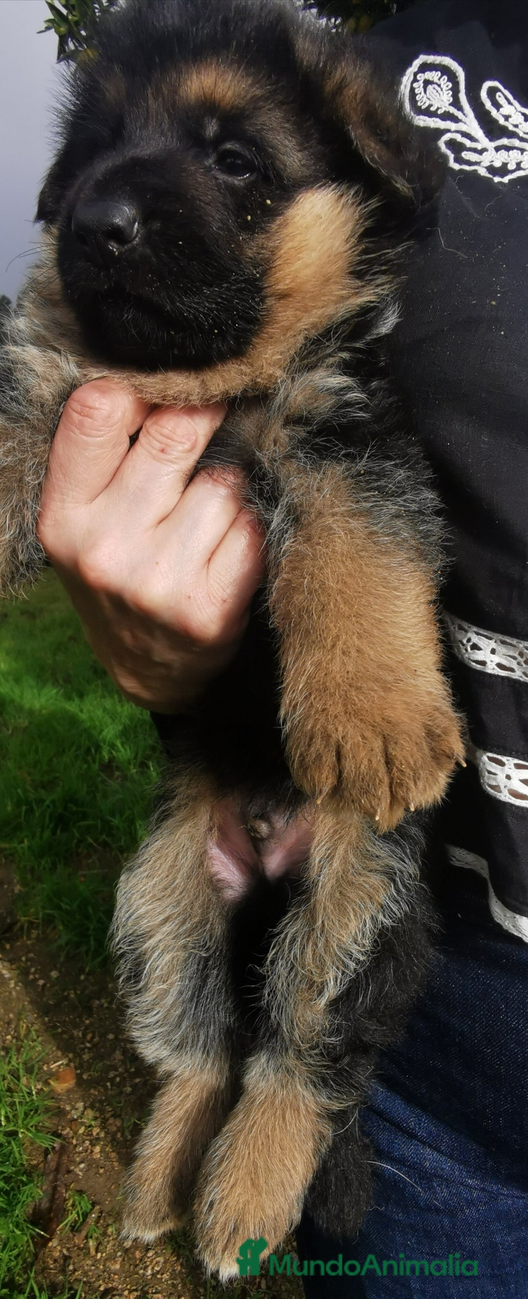 Pastor Alemán perros en venta: CACHORROS PASTOR ALEMÁN  - Anuncio 4