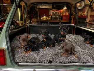 Pinscher Miniatura perros cachorros pinscher - Anuncio 1