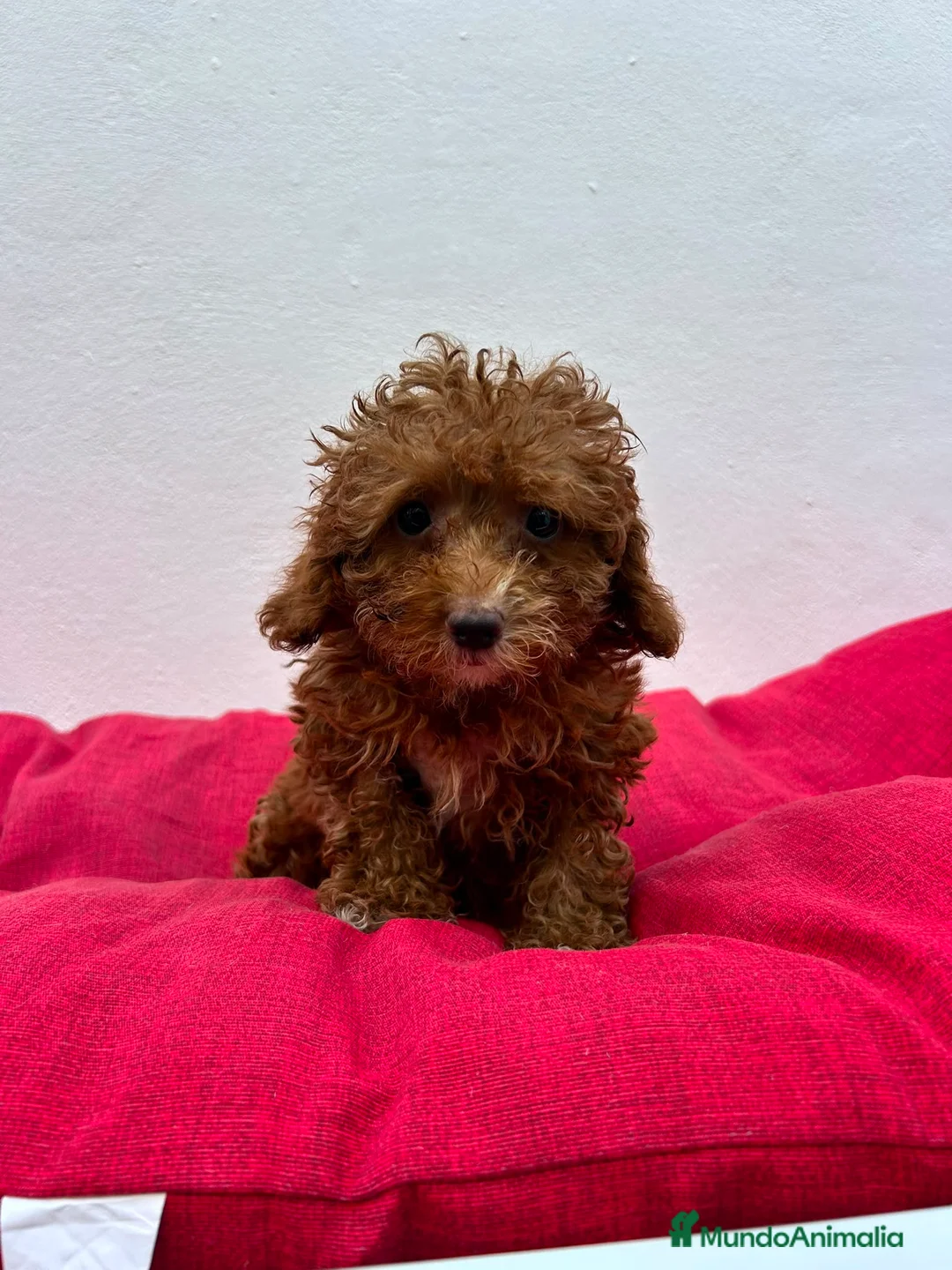 Caniche Toy perros en venta: Caniche toy  - Anuncio 4